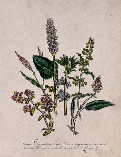 Six British wild flowers, including water pepper and knotweed (Polygonum species)