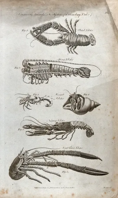 Six crustaceans, including the Hermit lobster, the Norway lobster and the Long-clawed lobster