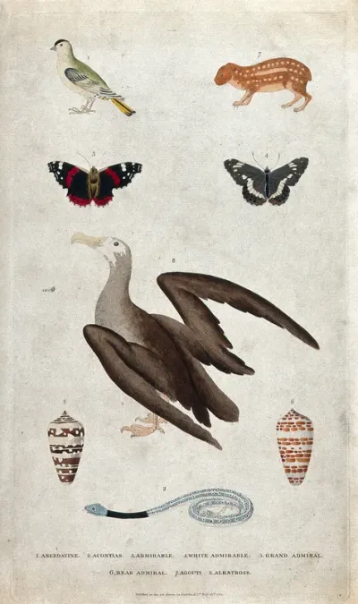 Six different animals, including a bird, a snake, butterflies and a rodent