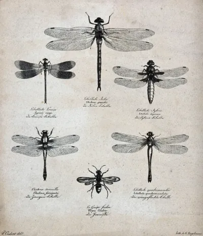 Six dragonflies and a wasp