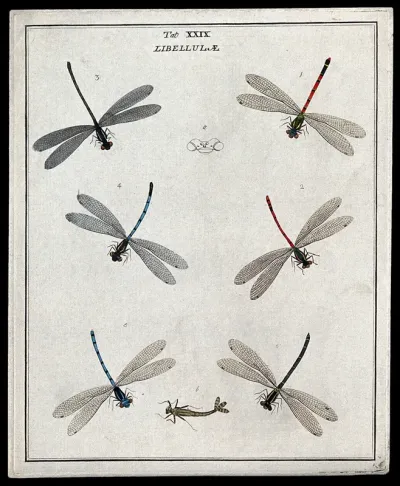 Six dragonflies (Libellulæ species): adults and larva