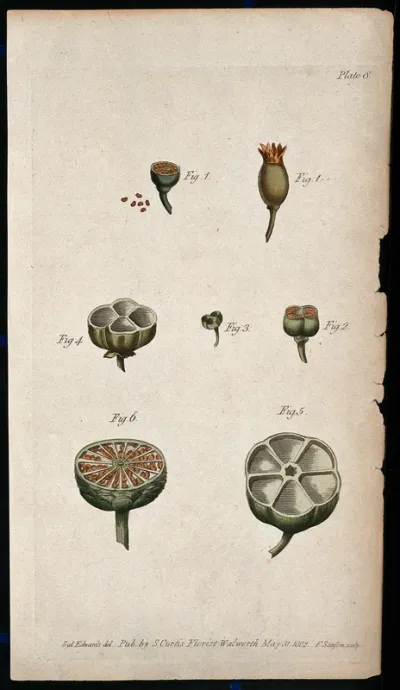 Six figures of whole and sectioned fruits showing arrangement of the pericarp