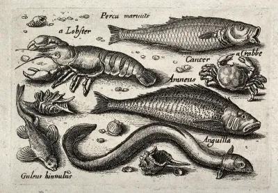 Six fish, including a lobster, a crab and an eel, with shells