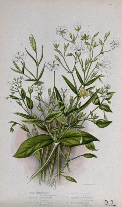 Six flowering plants, all types of chickweed, stitchwort or starwort (Stellaria species)