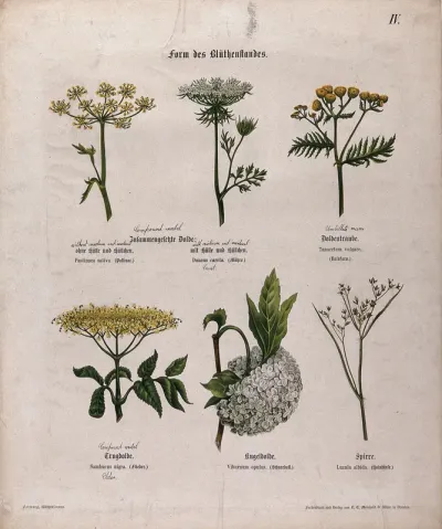 Six flowering plants, all with a different type of compound inflorescence