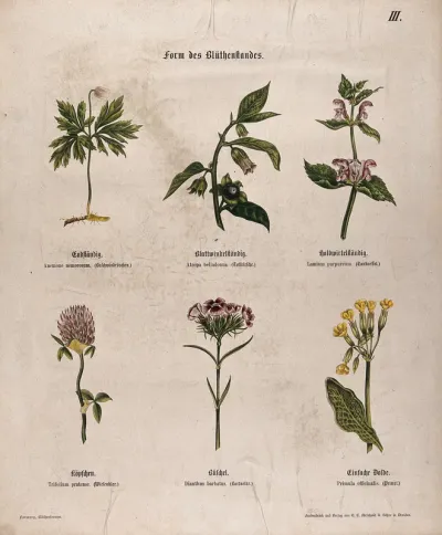 Six flowering plants, all with a different type of inflorescence