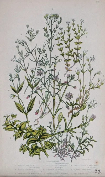 Six flowering plants: five types of sandwort (Arenaria species) and a sea purslane (Honkenya peploides)
