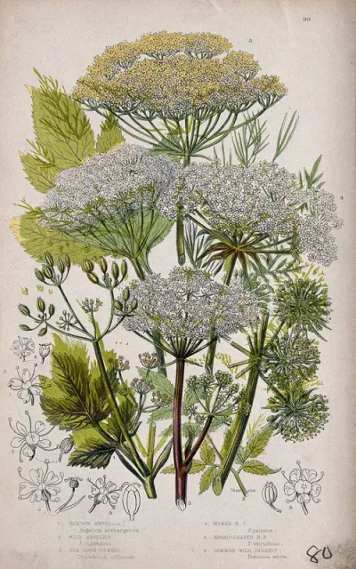 Six flowering plants, including angelica (Angelica species) and hog's fennel (Peucedanum officinale)