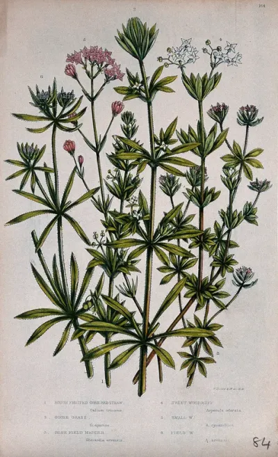 Six flowering plants, including bedstraw (Galium tricorne), goosegrass (Galium aparine) and woodruff (Galium odoratum)