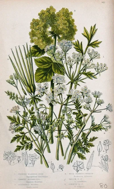 Six flowering plants, including bladderseed (Physospermum), chervil (Anthriscus cereifolium) and cow-parsley (Anthriscus sylvestris)