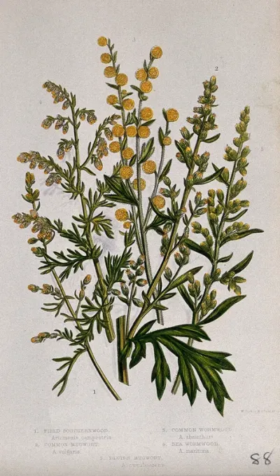 Six flowering plants, including mugwort (Artemisia vulgaris) and wormwood (Artemisia absinthium)
