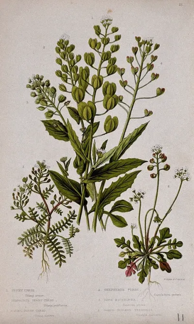 Six flowering plants, including penny cress (Thlaspi arvense) and shepherd's purse (Capsella bursa-pastoris)