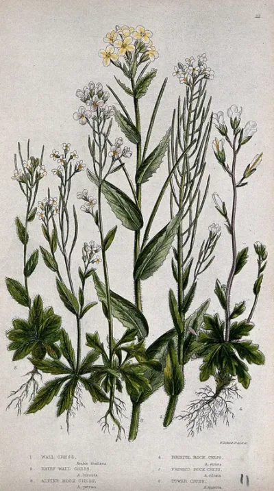 Six flowering plants, including wall cress (Arabis species) and rock cress (Arabis species)