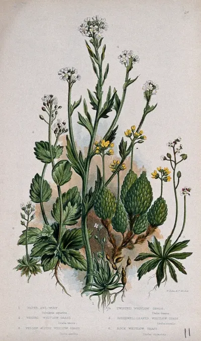 Six flowering plants, including whitlow grasses (Erophila species) and awlwort (Subularia aquatica)