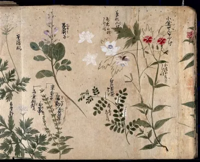 Six flowering plants, one possibly a pink (Dianthus species) and one an Anthriscus species