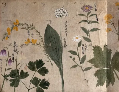 Six flowering plants, possibly including a gorse, an Allium species and two Aquilegia species