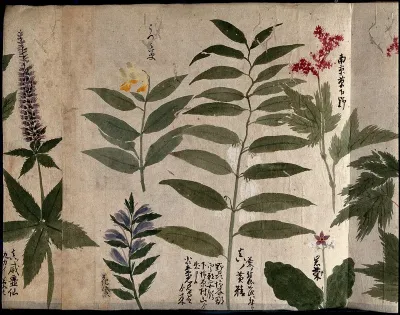 Six flowering plants, possibly including species of Filipendula and Polygonatum