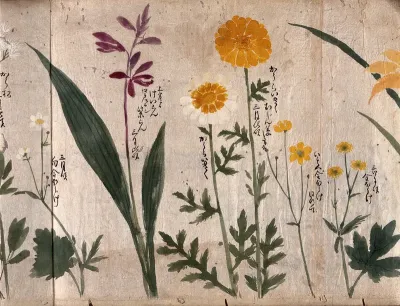 Six flowering plants, two possibly marigolds