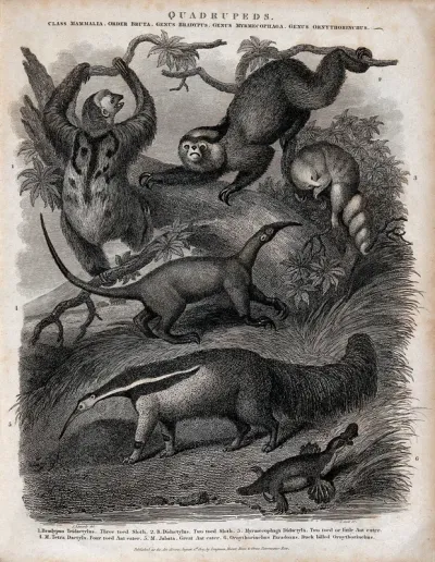 Six four-footed mammals, including sloths and ant eater
