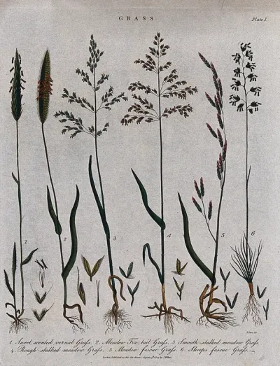 Six grasses: fescues (Festuca species), foxtail grass (Alopecurus pratensis), meadow grasses (Poa species) and sweet vernal grass (Anthoxanthum odoratum)