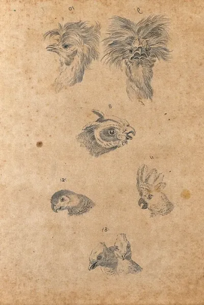 Six heads of birds: cocks, parrots and pigeons