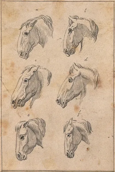 Six heads of horses
