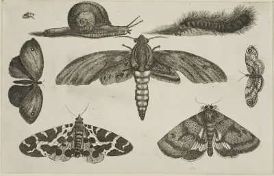 Six Insects, a Caterpillar, and a Snail, from Diversae Insectorum...Figurae