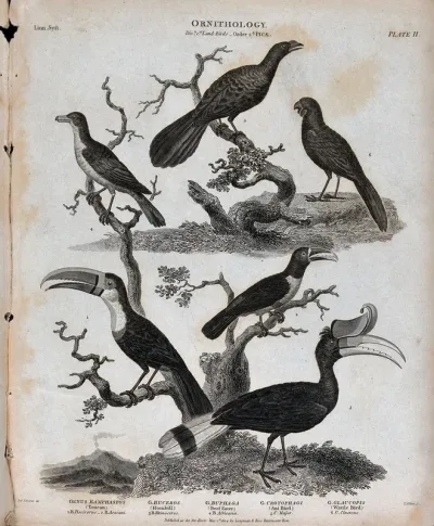 Six landbirds of the order Picae