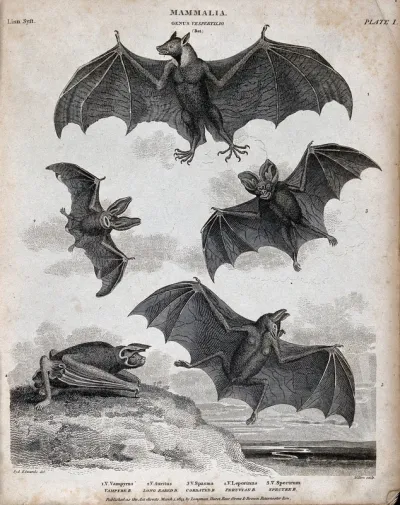 Six nocturnal mammals of the order Chiroptera