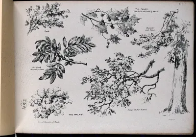 Six pictures of foliage illustrating the general character of two trees - the plane (Platanus species) and walnut (Juglans regia)