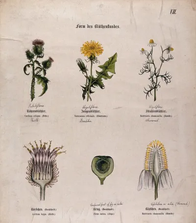 Six plants, all with a different type of fruit or inflorescence