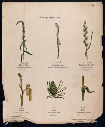 Six plants, all with a different type of inflorescence