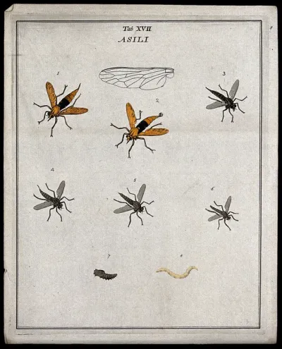 Six robber flies (Asilidæ species): adults, a larva and pupa