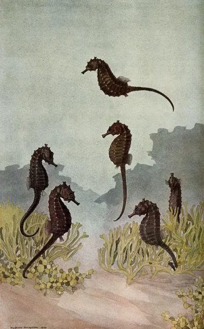 Six sea horses in the sea