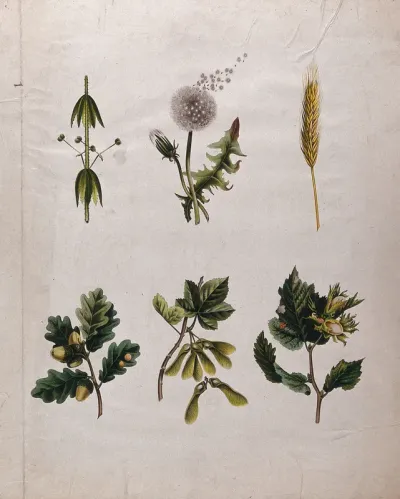 Six seeding plants, including dandelion, oak, sycamore and hazel, all illustrating different methods of seed dispersal