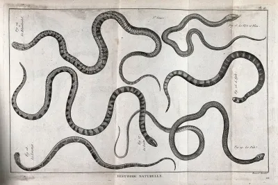 Six snakes of the cobra family, including a rhomboidal and diamondbacked species