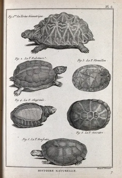 Six species of tortoise, including the african land tortoise