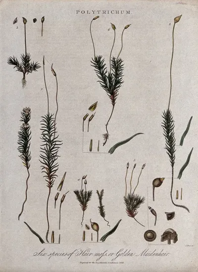 Six types of haircap moss (Polytrichum species)
