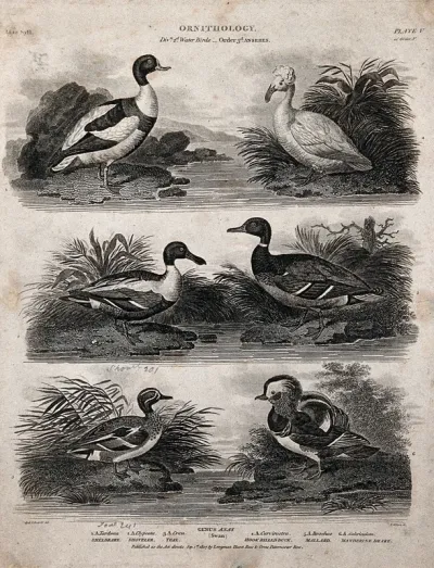 Six waterbirds of the order Anseres in their natural habitat