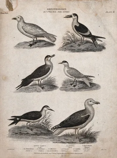 Six waterbirds of the order Anseres