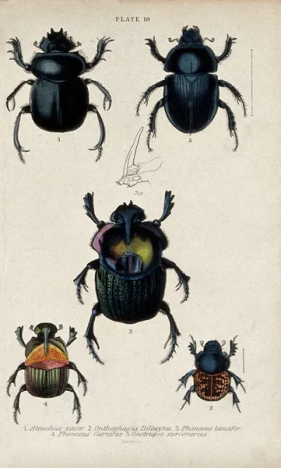 Six winged insects and a cross-section of a proboscis of the phanaeus lancifer