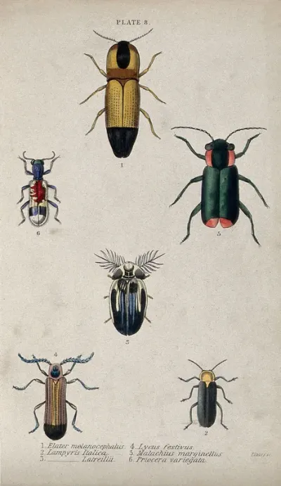 Six winged insects