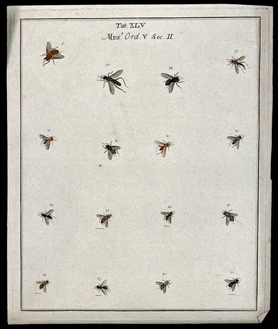 Sixteen flies (Muscæ species)