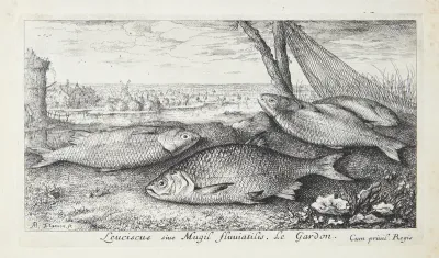 Skalle (Leuciscus siue Mugil fluuiatilus)