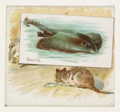 Skate, from Fish from American Waters series (N39) for Allen & Ginter Cigarettes