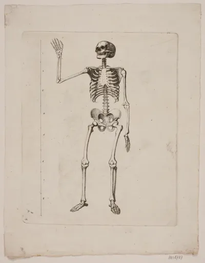 Skelet