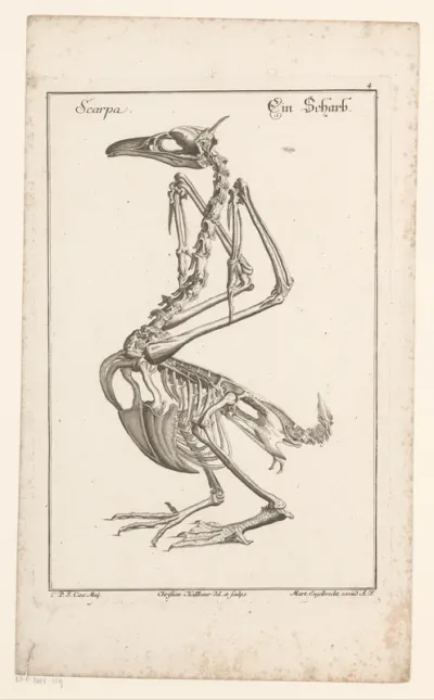 Skelet van een aalscholver
