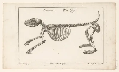Skelet van een egel