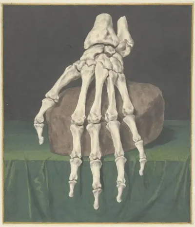 Skelet van een hand