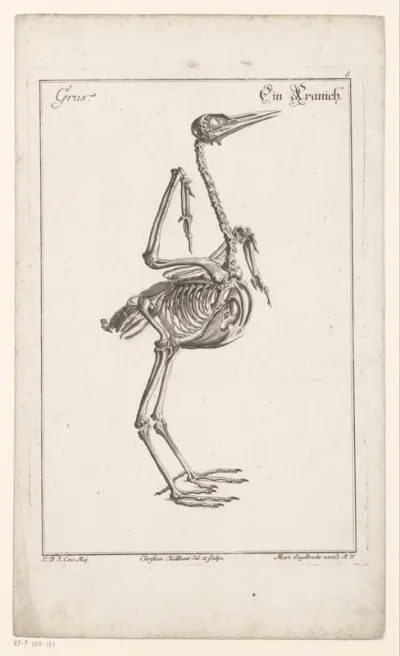 Skelet van een kraanvogel